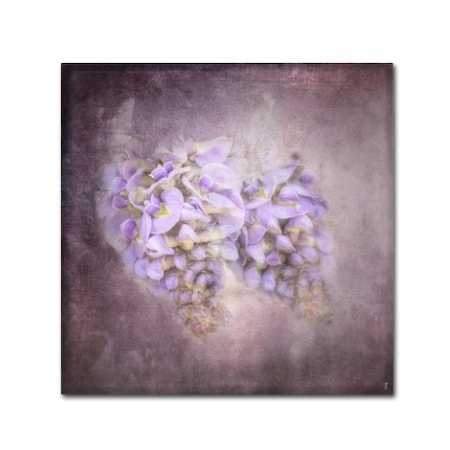 Jai Johnson 'Sweet Wisteria' Canvas Art,18x18